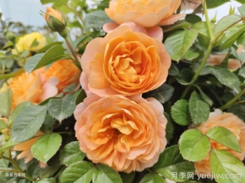 推薦10種值得擁有的網(wǎng)紅月季品種