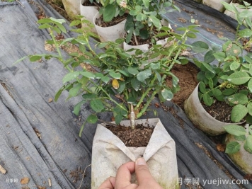 夏季月季，還在好好生長嗎？