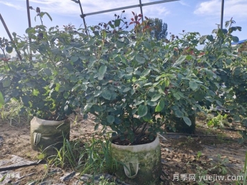 月季安全度夏指南，別讓你的月季死在夏天