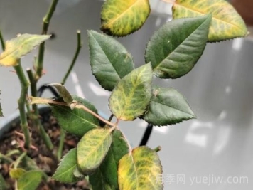 總結(jié)，9種月季黃葉癥狀及解決方法