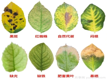 水黃與肥害分不清？7種月季常見黃葉癥狀