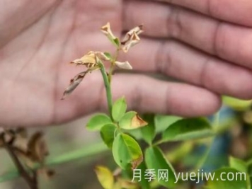 月季被高溫燙傷了怎么辦？