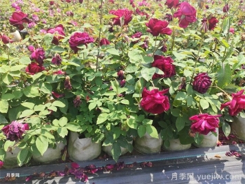盆栽月季防暑降溫小妙招，你知道嗎？