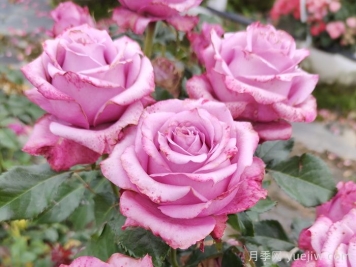 立夏后澆水別瞎?jié)?！這樣做月季花不爛根