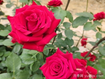 夏末秋初第一波月季花，能不能看？要不要留？