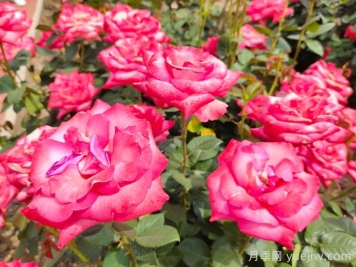 月季花什么時候開？南陽月季花期4～11月