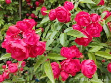 紅木香花是不是月季花？