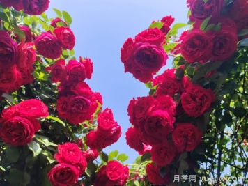 南通市花是什么？南通市花是月季