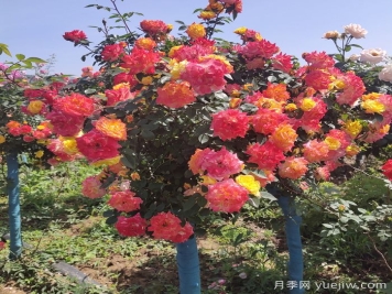 夏天開敗的月季花，如何能快速再次開花？