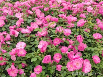 會(huì)養(yǎng)月季花，來(lái)把普通月季養(yǎng)成造型藝術(shù)品