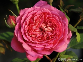 銀禧慶典月季復(fù)花超快，口碑極佳
