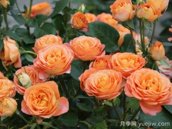 專屬12星座的月季花，星座系列月季大全