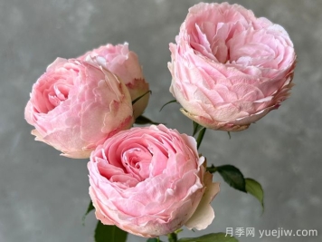 安利9款月季花，被花友吹爆