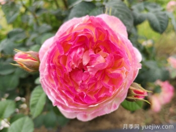 詹森月季/羅斯曼尼詹森月季