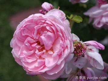 仙度瑞拉月季/灰姑娘月季