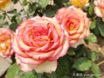 北京什么月季花大好養(yǎng)？月季專(zhuān)家?guī)冯s交茶香月季
