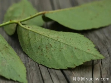 月季紅蜘蛛大爆發(fā)，怎么給它們徹底消滅干凈？