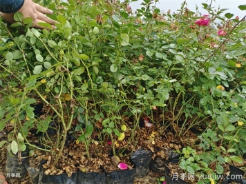 月季嫁接苗和扦插苗的區(qū)別，你喜歡哪一個？