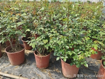 新買的月季苗如何換盆？
