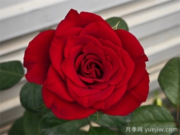 選擇紅玫瑰就使選擇選高原紅月季