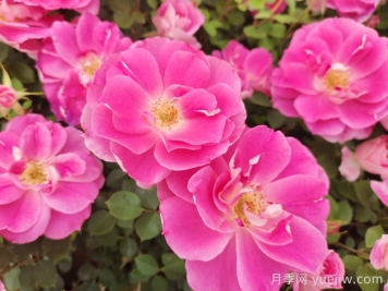 月季網(wǎng)、藤本月季網(wǎng)、南陽(yáng)月季網(wǎng)、月季坑的區(qū)別？