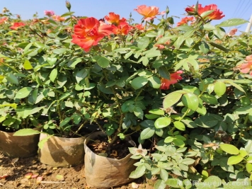 秋季能不能給花月季花換盆？