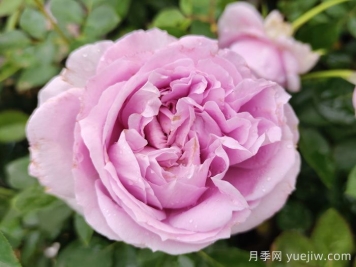 月季及其栽培技術(shù)