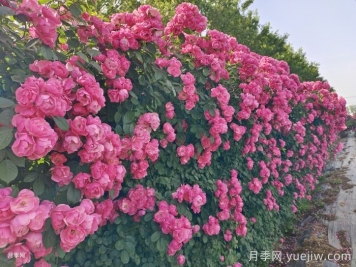 推薦10種瘋長(zhǎng)藤本月季，快速養(yǎng)出花墻