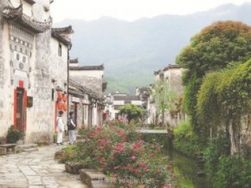 黃山黟縣：月季花開(kāi)