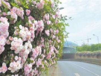 8萬多株月季進入盛花期，月季成為杭州富陽城市綠化點睛之筆
