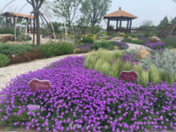 聊城芳香文化博覽園，鄉(xiāng)村振興巾幗示范基地
