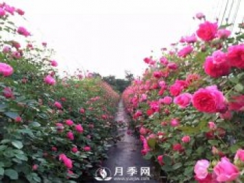 多季開花的藤本月季 這樣修剪