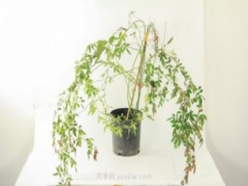 紅木香是什么花，耐寒可達(dá)零下20度