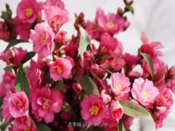 茶花養(yǎng)護(hù)就這么做，開花大又艷