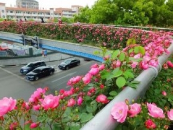 四月盛放的月季時間，湖北宜昌給你的專屬浪漫花園