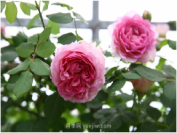 萊州月季花開上?；ú?huì) 百花斗妍崇明島