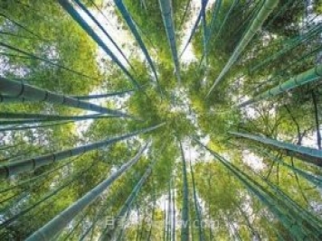 韶關(guān)仁化，小毛竹做活“竹產(chǎn)業(yè)”大文章