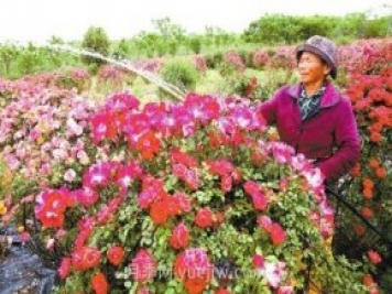 南陽(yáng)月季和艾草、中牟大蒜……河南人努力書寫農(nóng)業(yè)產(chǎn)業(yè)化