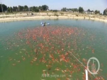 南陽(yáng)鎮(zhèn)平：“中國(guó)錦鯉第一村”的三代養(yǎng)魚人