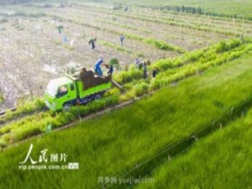 浙江寧波：藺草收割進行時