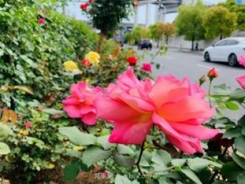 屬于月季的最美賞花季來(lái)了！上海正打造百條花道