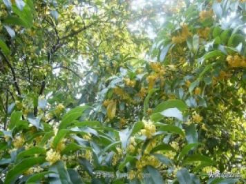 適合在農村種植的苗木樹種有哪些？
