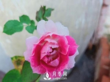 適合在廣東的夏季種植的耐熱月季有哪些？