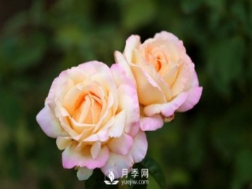 大花月季花扦插方法，用杯子給月季扦插方法