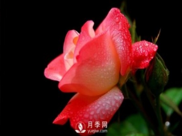 大花月季苗嫁接時注意事項哪些問題？