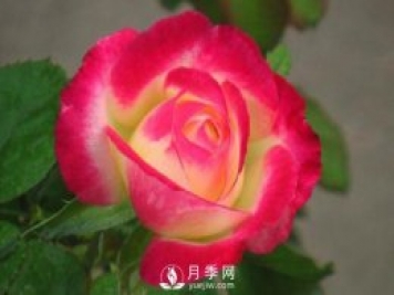 超級香的紅雙喜月季資料，花友必須知道