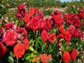 紅色龍沙寶石簡稱紅龍 你知道咋養(yǎng)嗎？