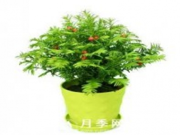 盆栽紅豆杉的養(yǎng)護(hù)管理知識(shí) 速來(lái)圍觀(guān)
