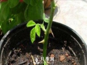 冬季扦插月季花，還能活嗎？