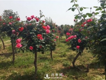 三門峽月季花如何做能快速進(jìn)入下一波花期？